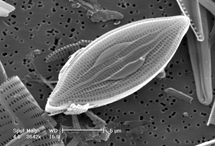 mastogloia neoborneensis una nuova specie di diatomea bentonica descritta dal nostro gruppo e depositata presso il Canadian Museum of Nature, Ottawa, Canada